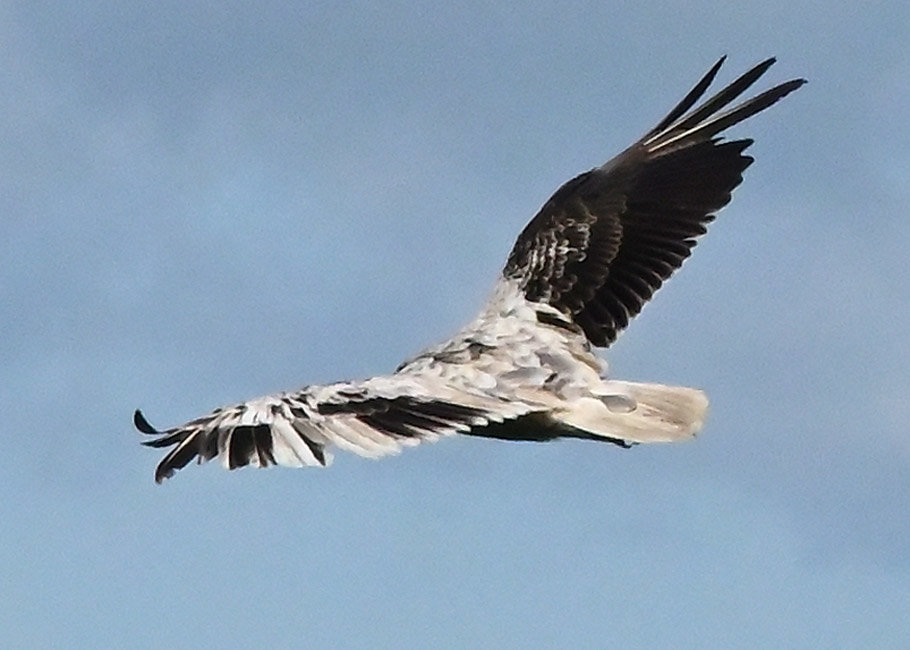 This leucistic turkey vulture has the classic color variation of this condition. The dorsal side of this bird shows a very splotchy left wing and back. The right wing is largely normal plumage.